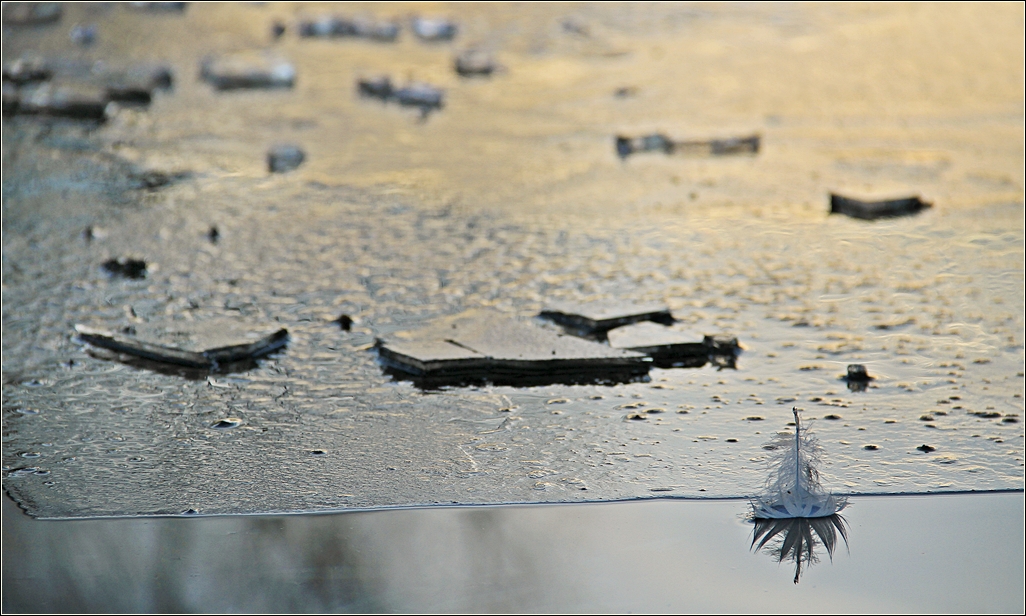 Winterfeder im Abendlicht