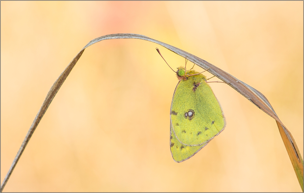 ~ Grasbogen mit Gelbling ~