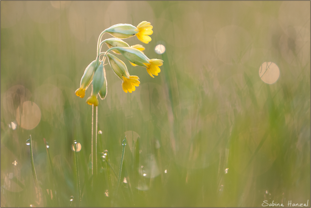 primula veris