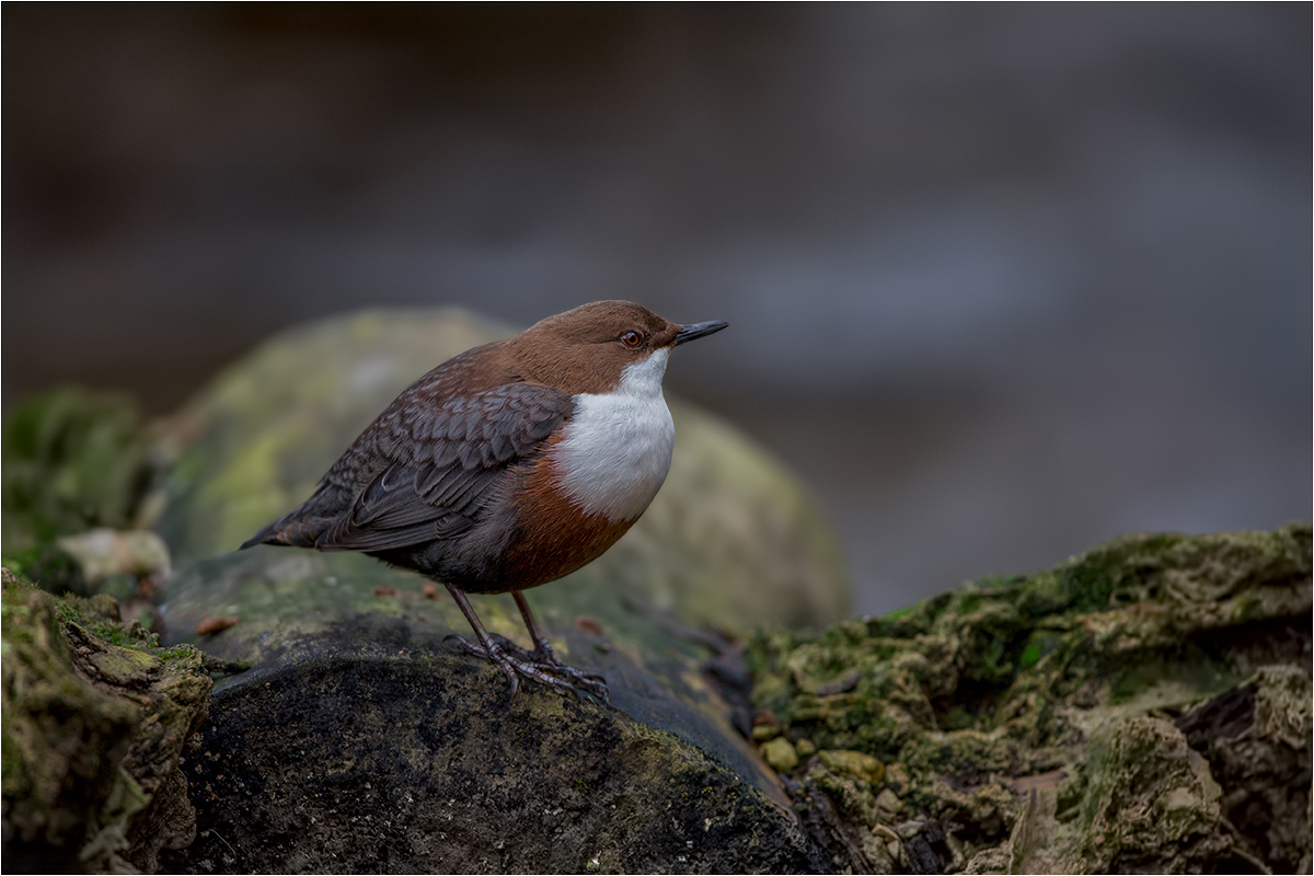 Wasseramsel