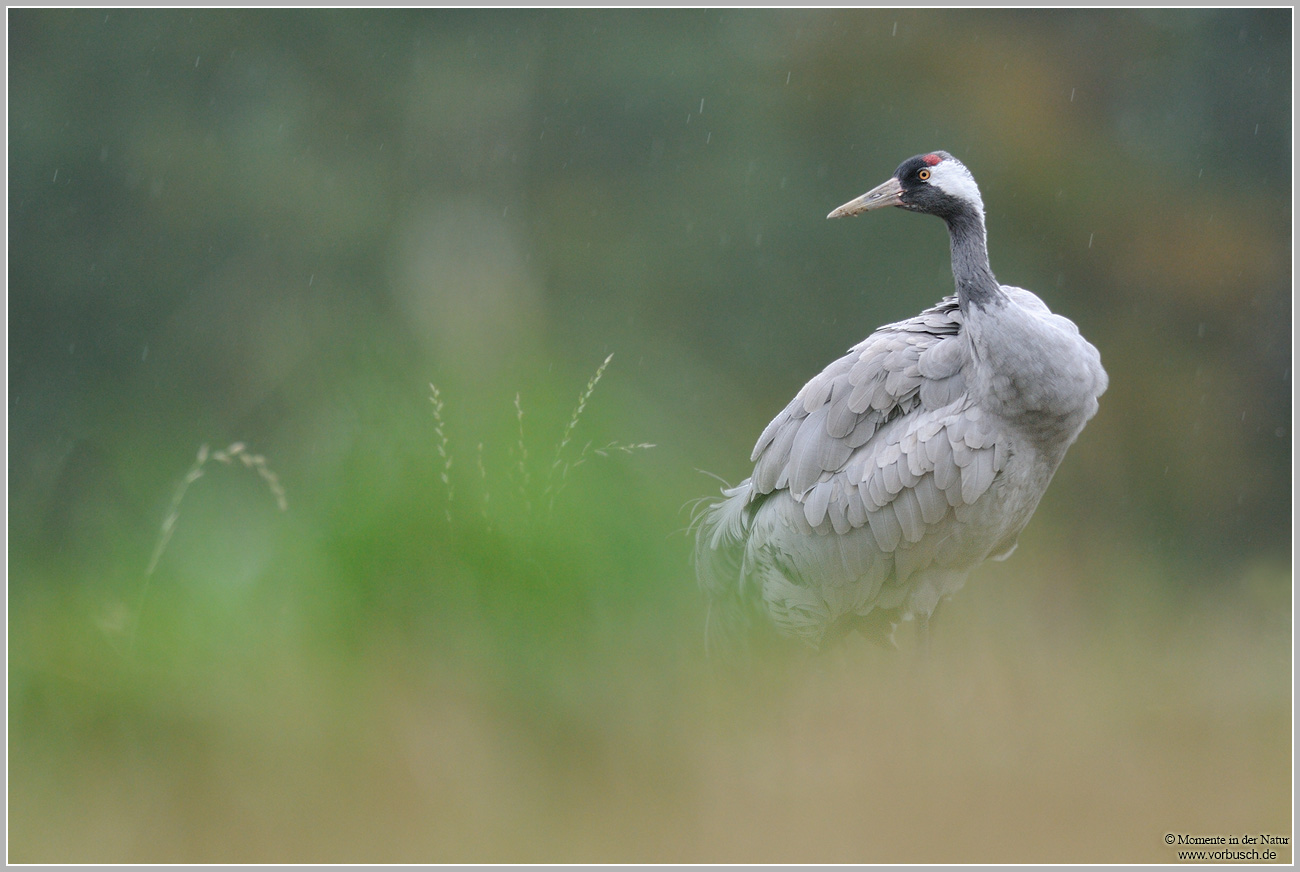 Grauer Kranich (Grus grus)