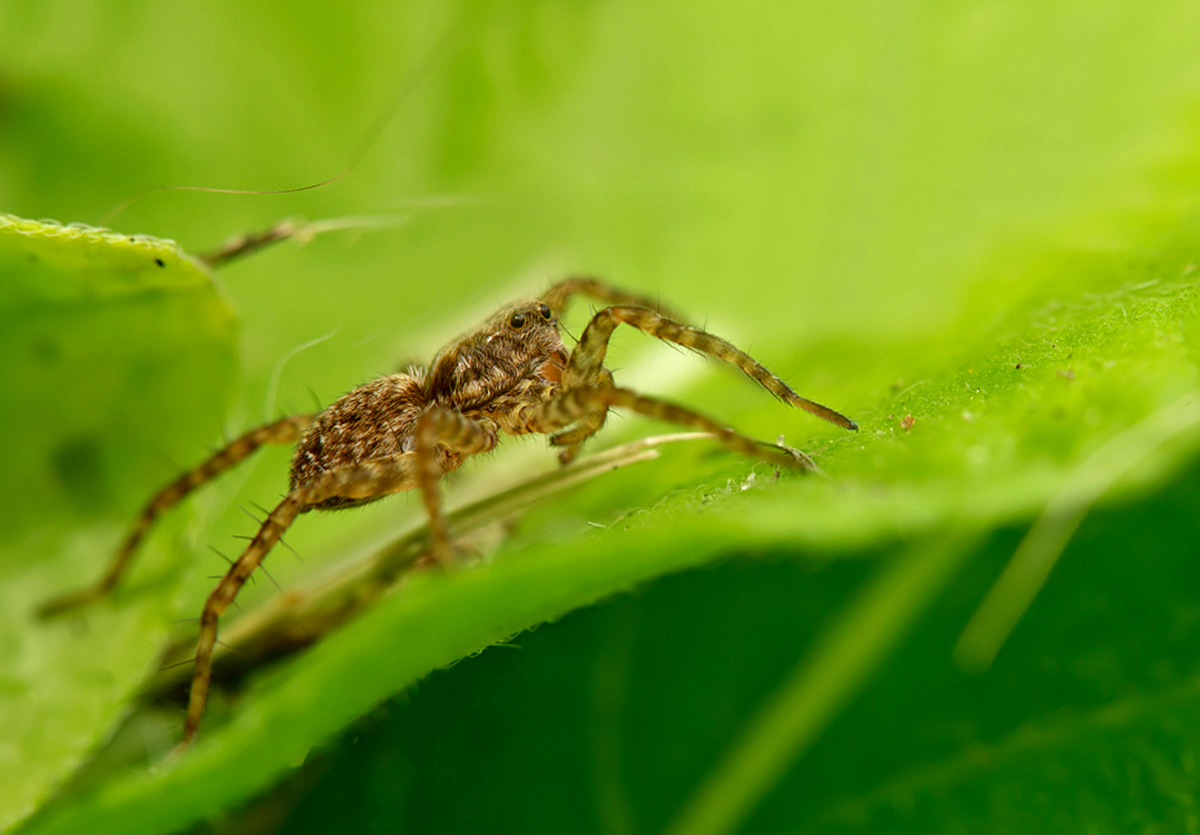 Dies könnte ( ich bitte die Arachnologen um Rat) ein Männchen...