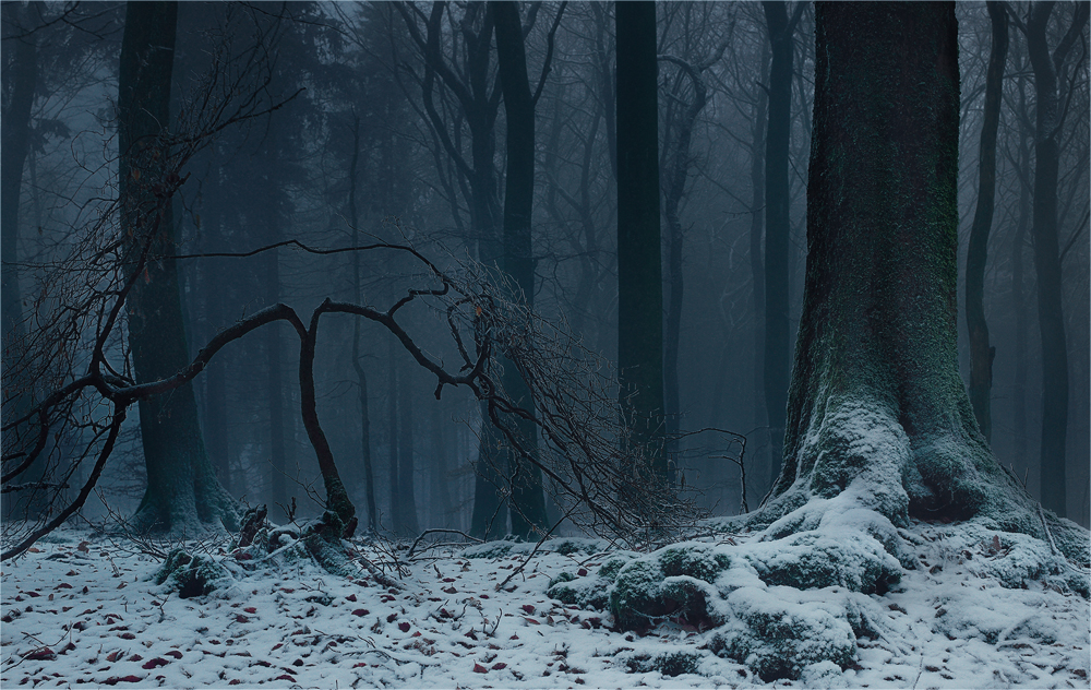 Der verzauberte Wald