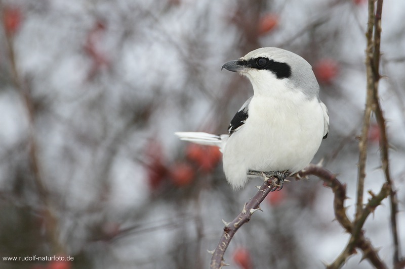 Nördlichen Raubwürger (Lanius excubitor)