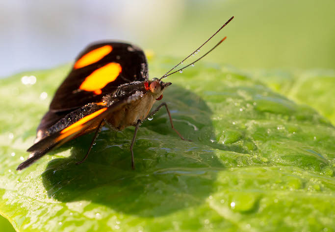 Schmetterling