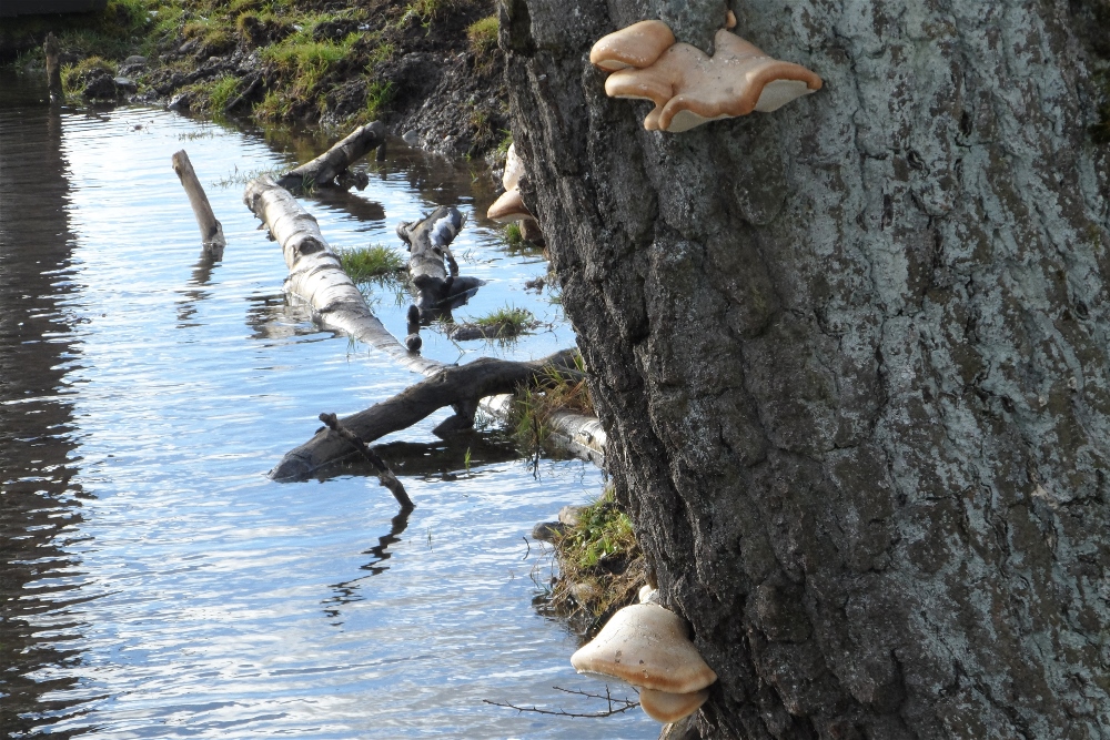 Leben am toten Baum