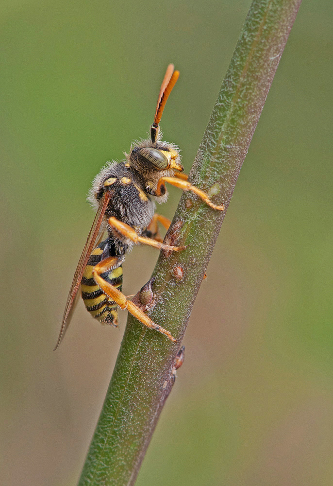 Wespenbiene N. lathburiana