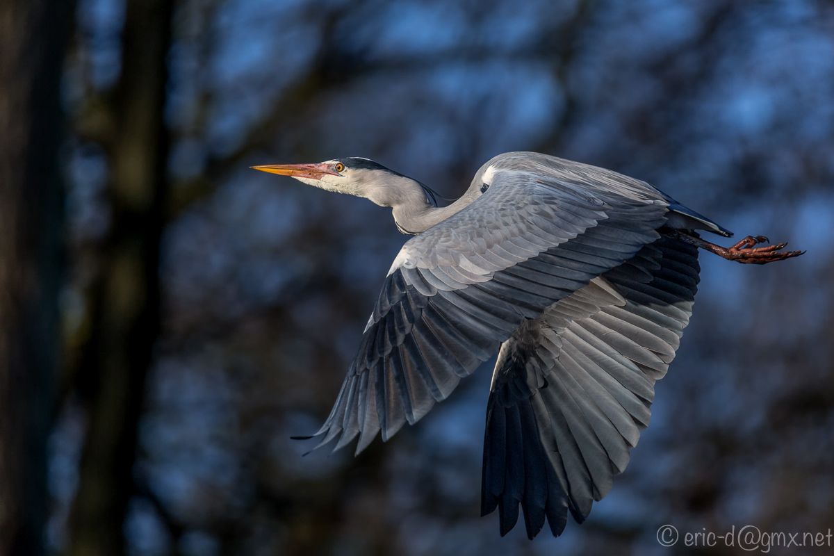 Da fliegt er hin, der Reiher