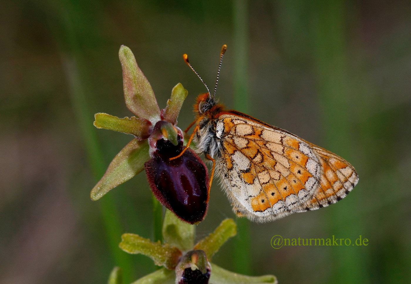 Abbisfalter, Euphydras aurinia
