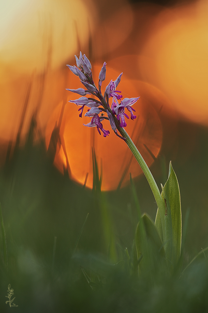 ~Sonnenuntergang~