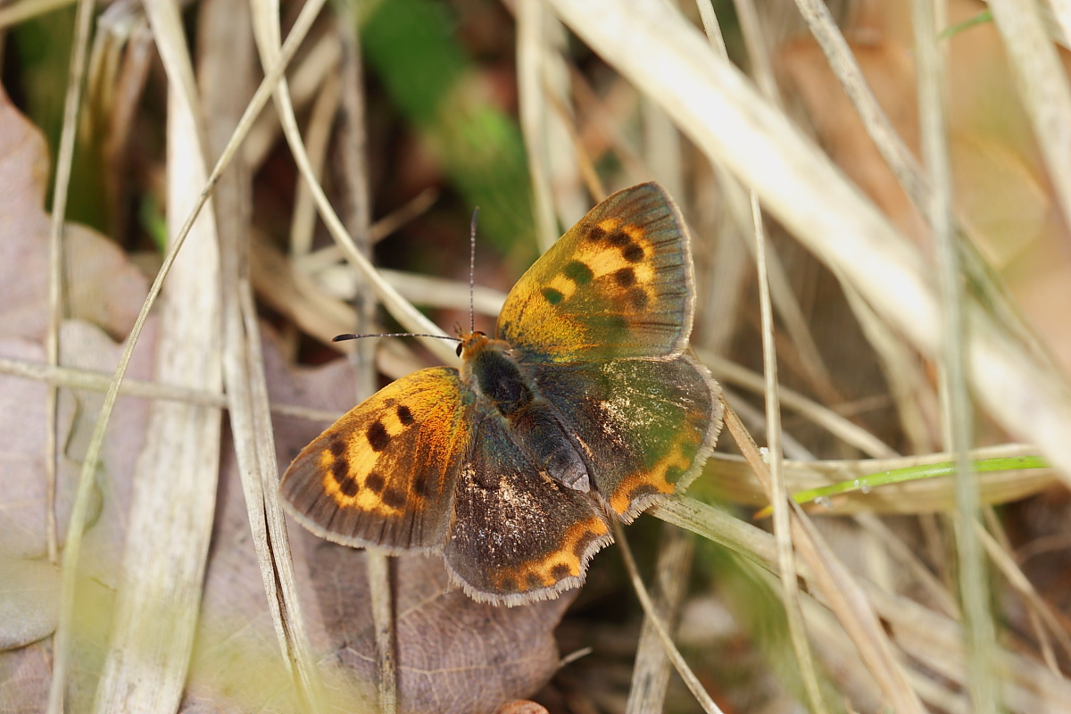 Lycaena helle?