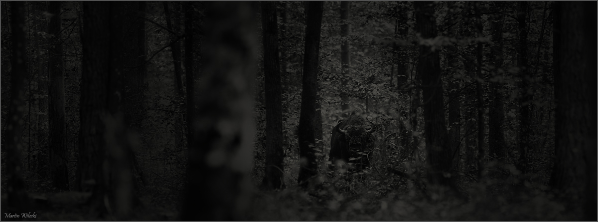 Im Wald der Giganten
