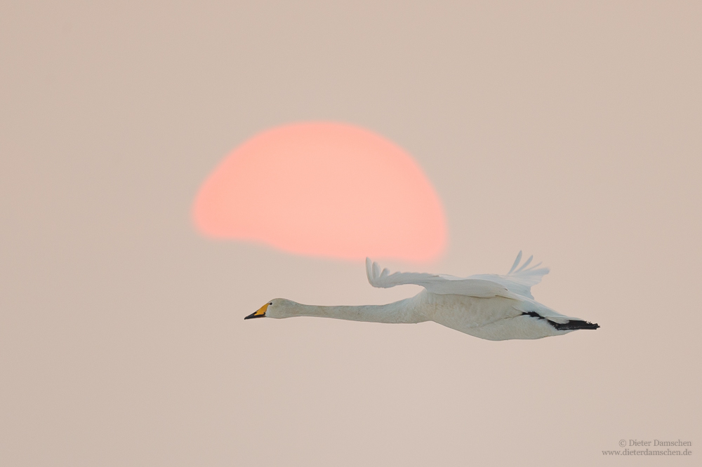 Ikarus