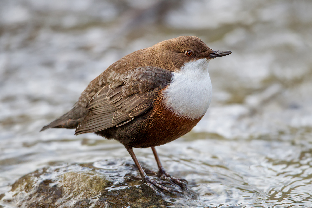 Cinclus cinclus-Wasseramsel