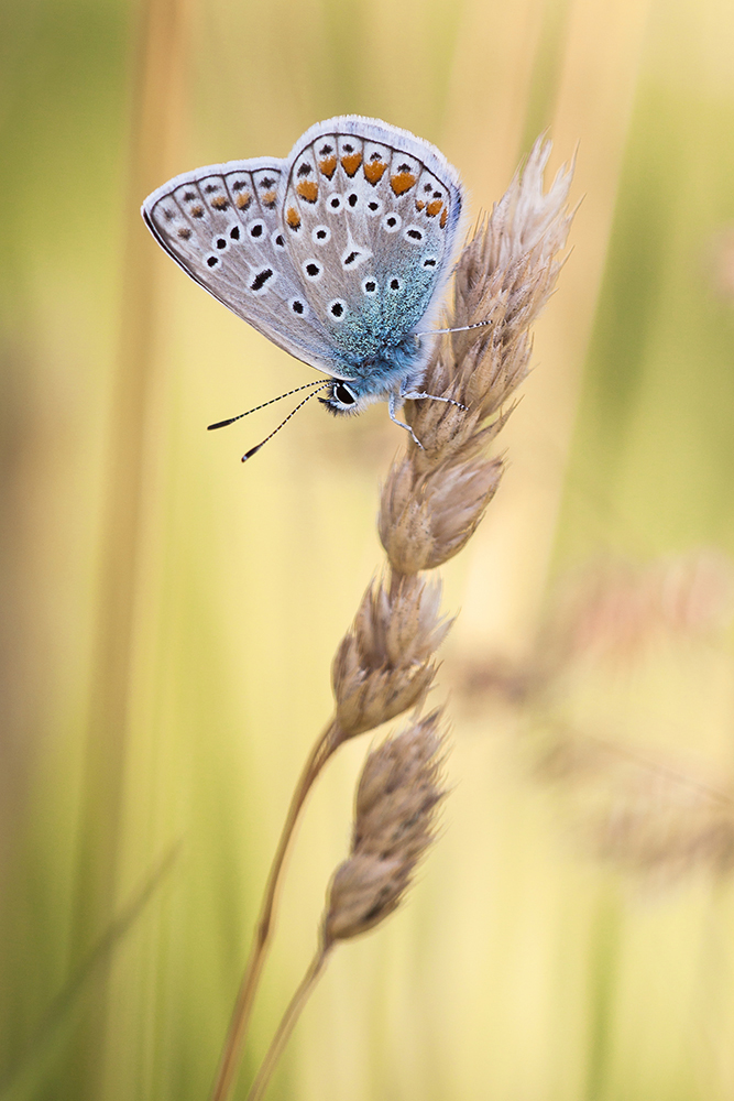 Sommer, Sommer, Sommer....