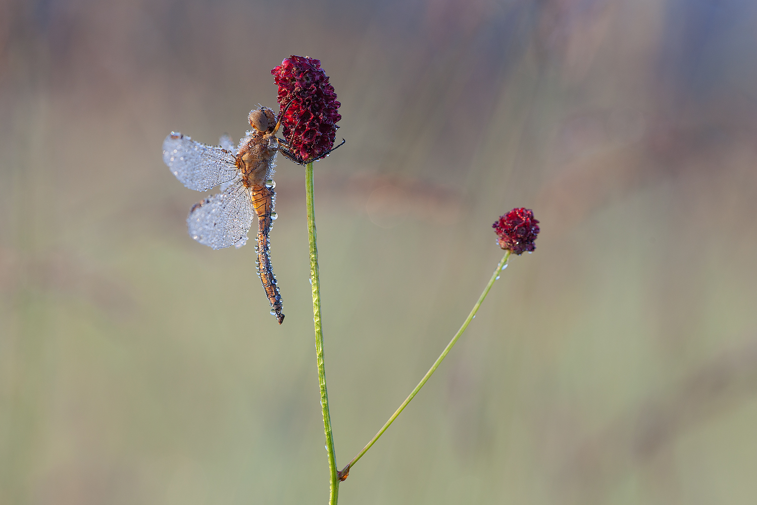 Blaupfeil auf Wiesenknopf