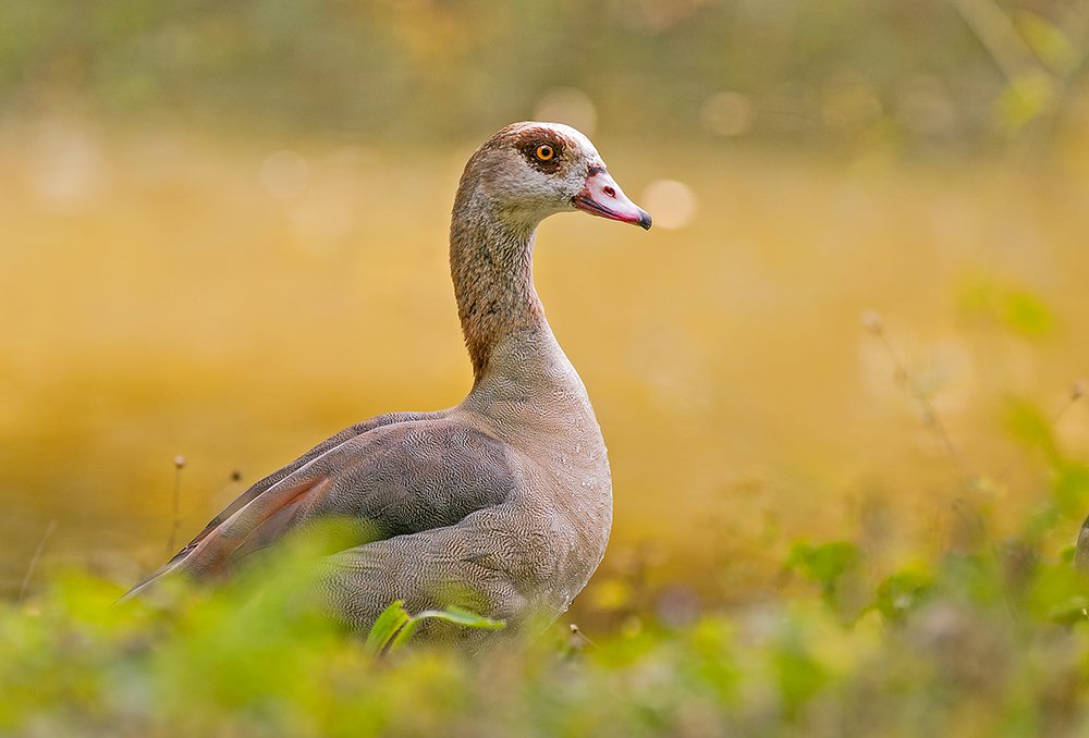 Nur eine Nilgans