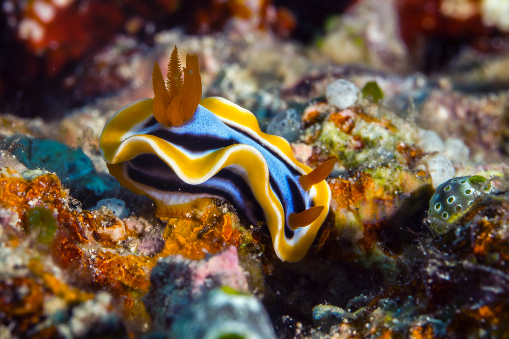 Chromodoris annae