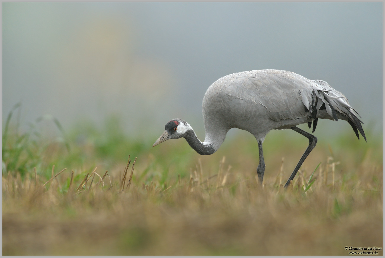 Grauer Kranich (Grus grus)