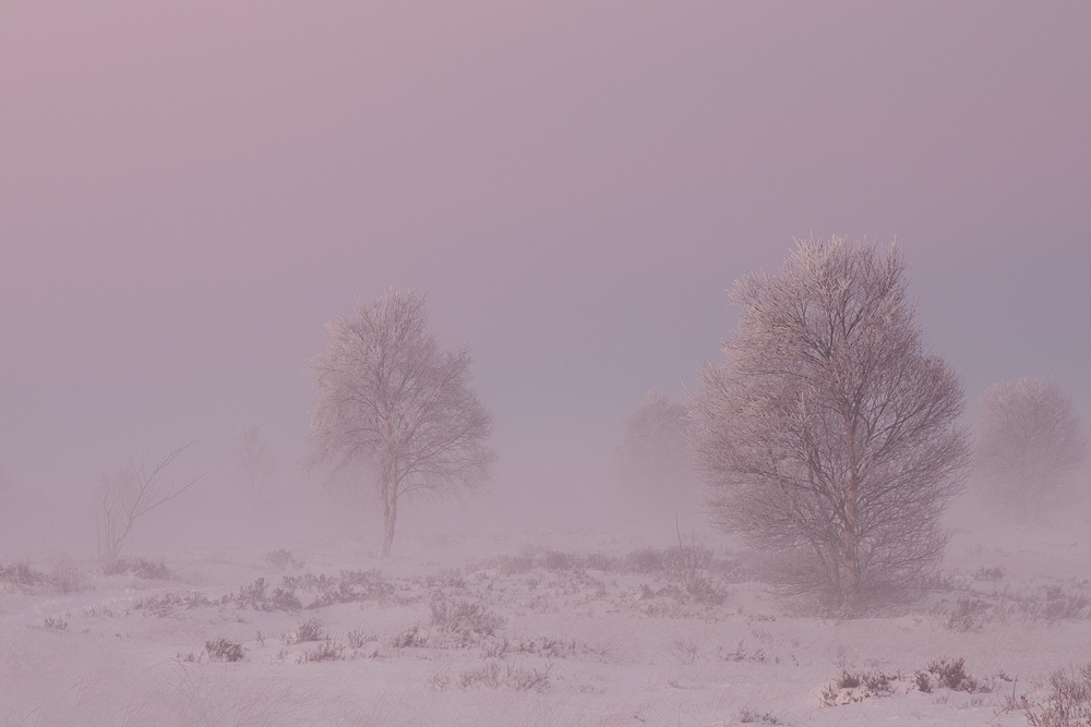 Schnee....