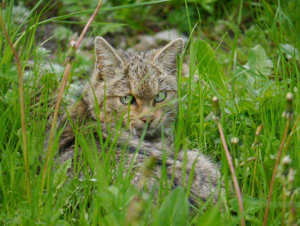 Wildkatze