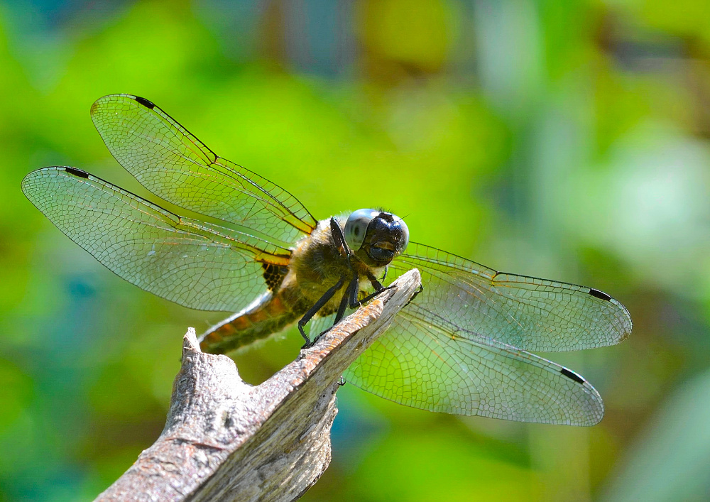 Plattbauch (Libellula depressa)