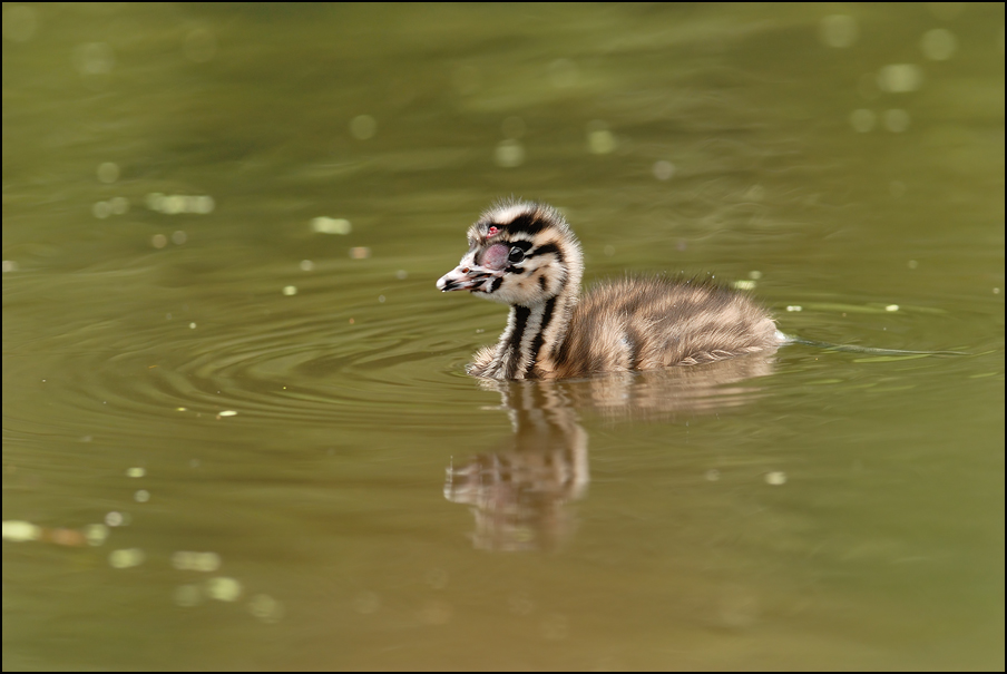 Haubentaucher ~~Podiceps cristatus~~