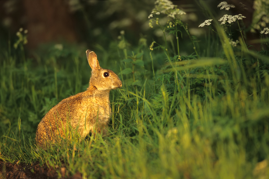 Am Waldrand äsendes Wildkaninchen im Abendlicht