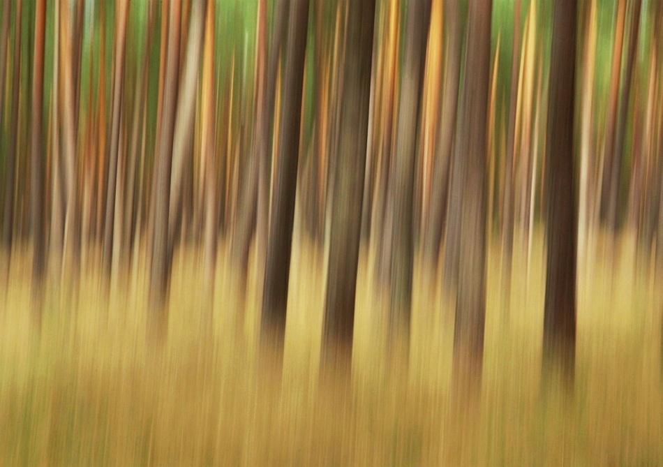 Wischwald