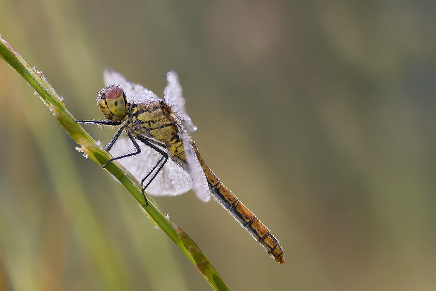 Heidelibelle