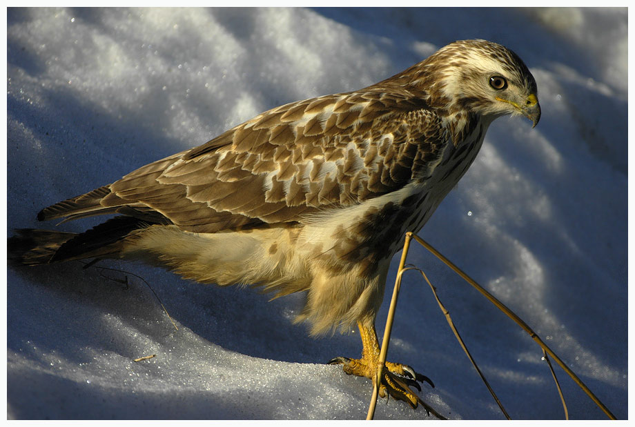 Buteo buteo