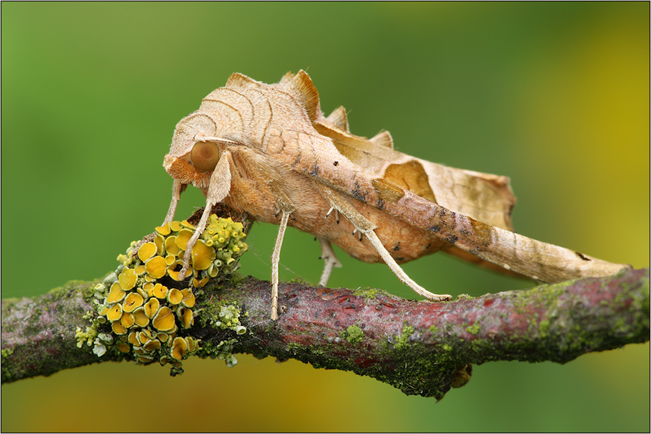 Achateule (Phlogophora meticulosa)