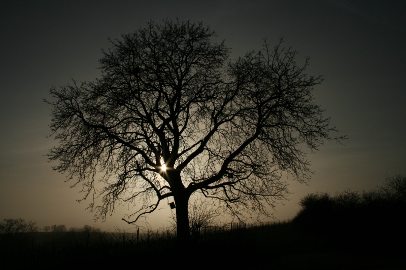 Baum im Gegenlicht