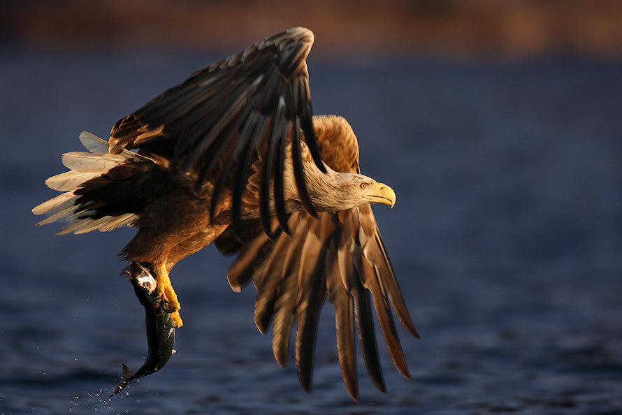 Seeadler mit Beute
