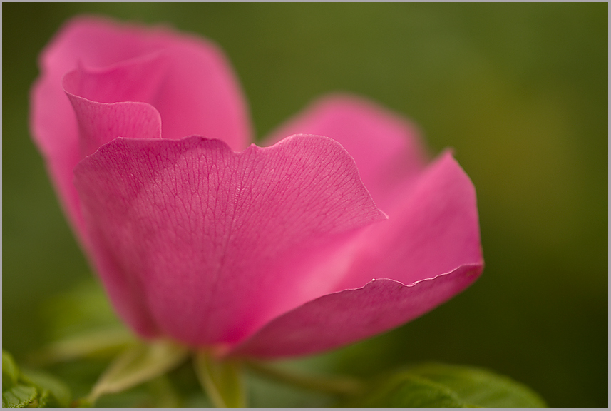 Hundsrose (Rosa canina)