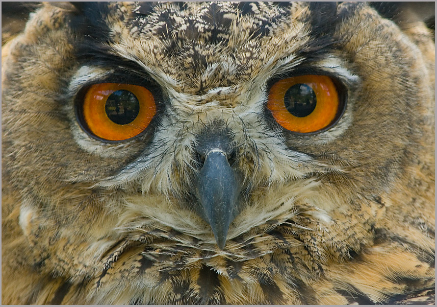 Uhu (Bubo bubo)