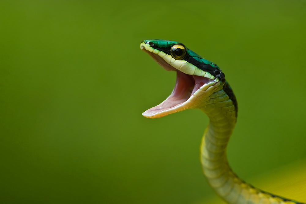 Leptophis mexicana