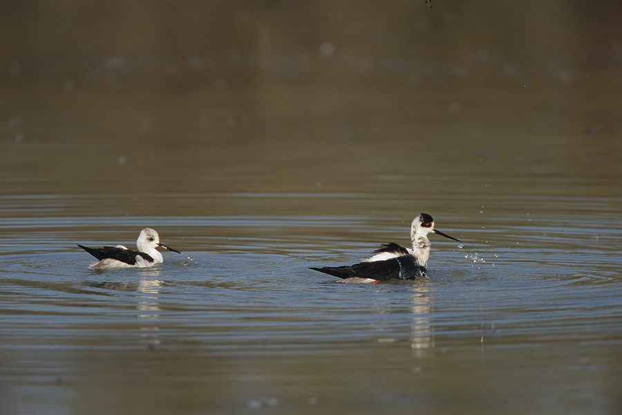 badende Stelzenläufer (Himantopus himantopus)