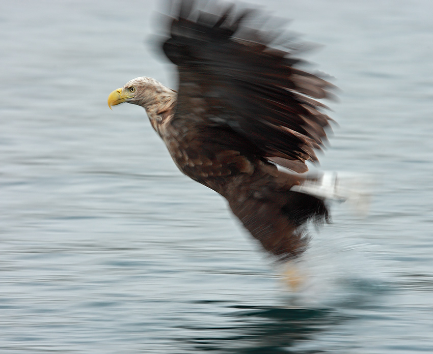 Seeadler beim Beutefang