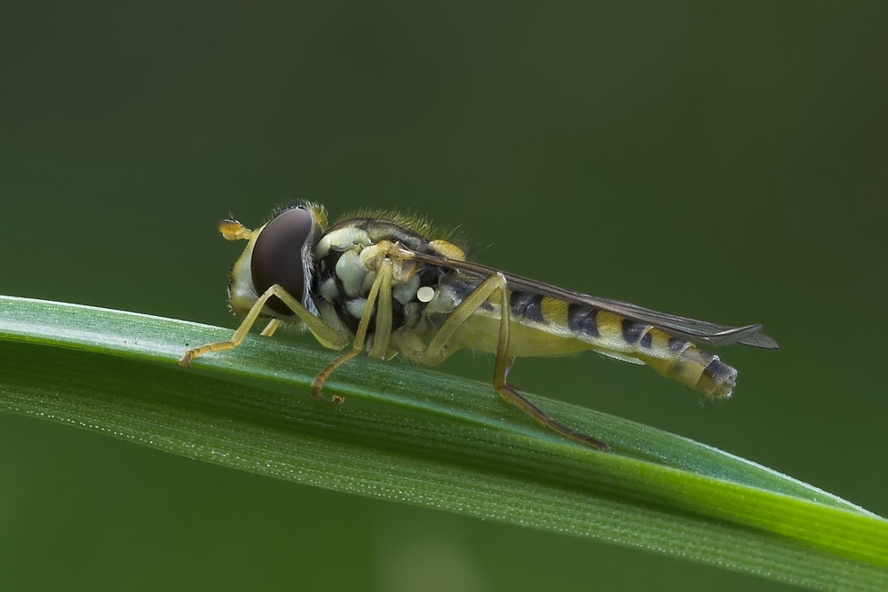 Schwebfliege am Morgen
