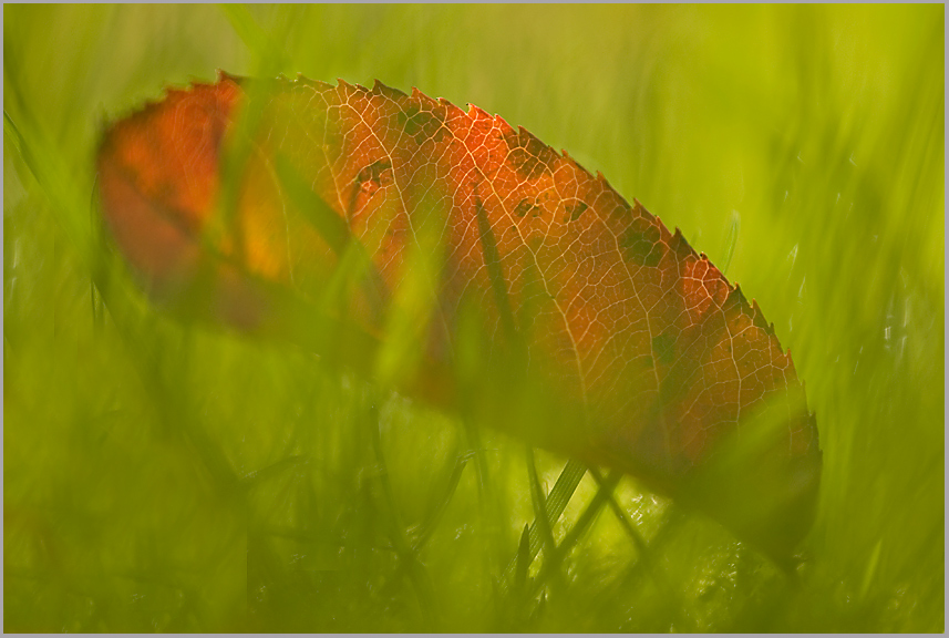 Herbstexperiment
