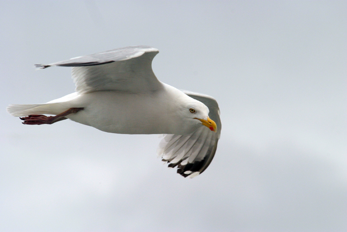 Möwe im Flug