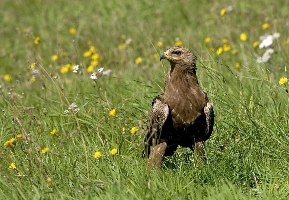 Schreiadler