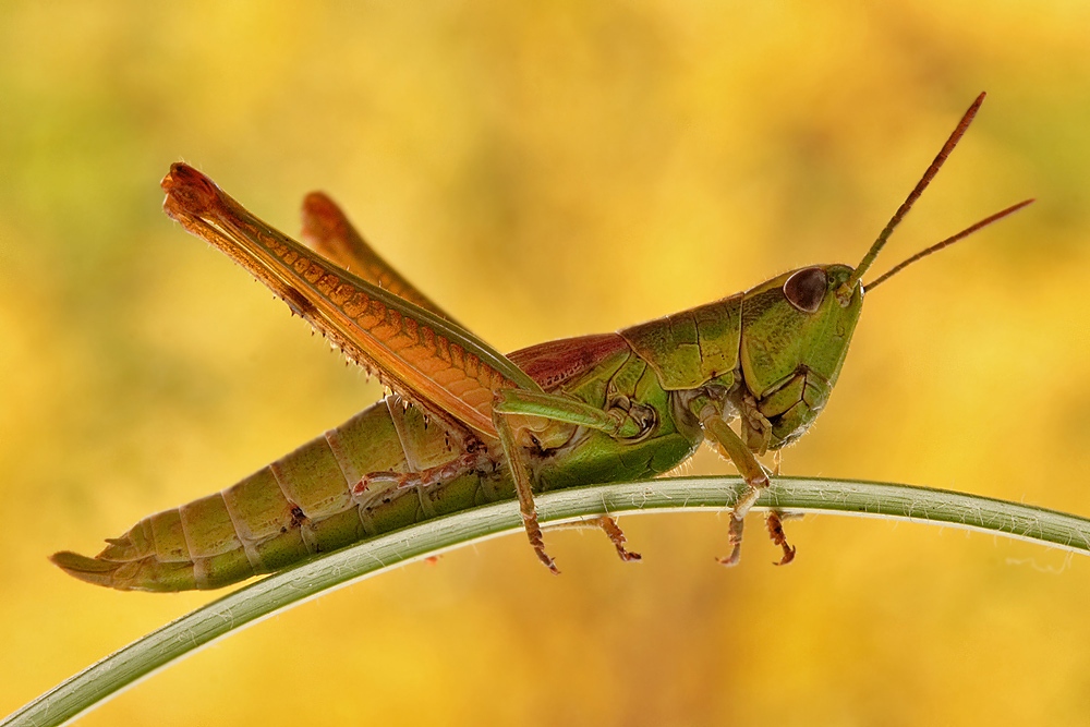 in den Farben des Herbstes