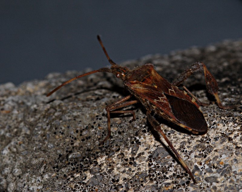 Staubiger Migrant