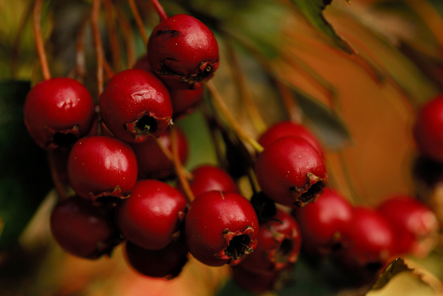 Weißdornbeeren