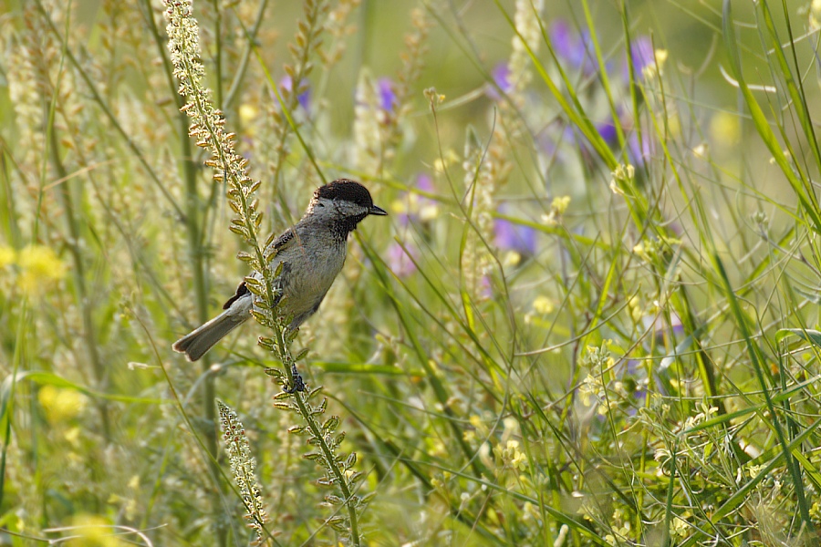 Trauermeise (Parus lugubris)