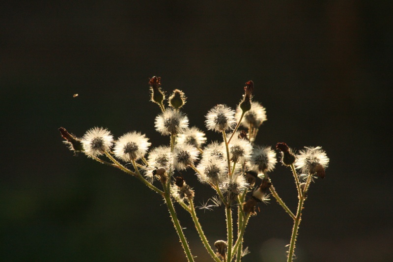 Pusteblume