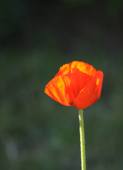 Roter Mohn