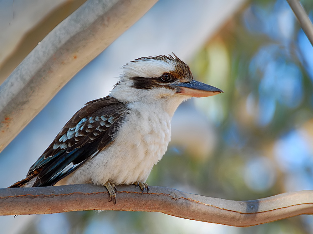 Kookaburra